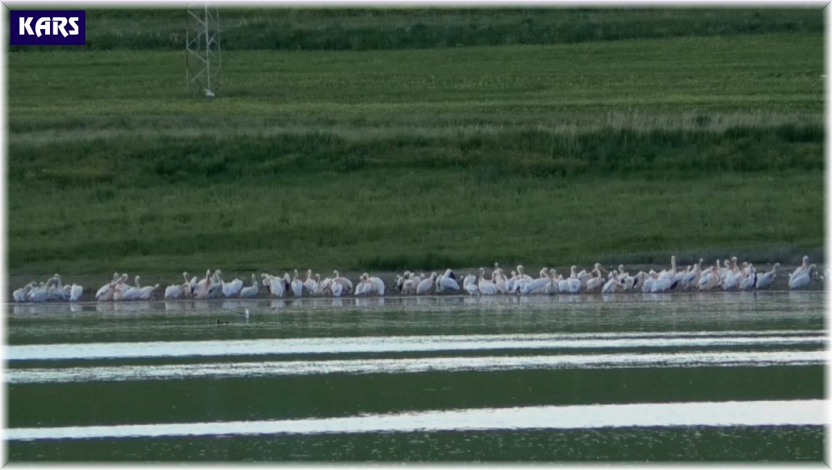 Kars'ta belgeselleri aratmayan görüntüler