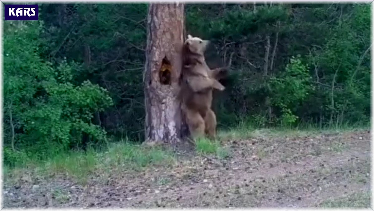 Kars'ta boz ayıların ormanda dansı fotokapana yansıdı
