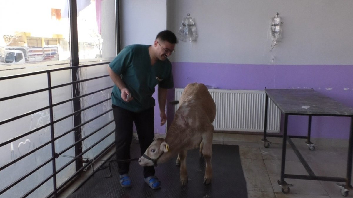 Kars'ta buzağılarda korona virüs görüldü