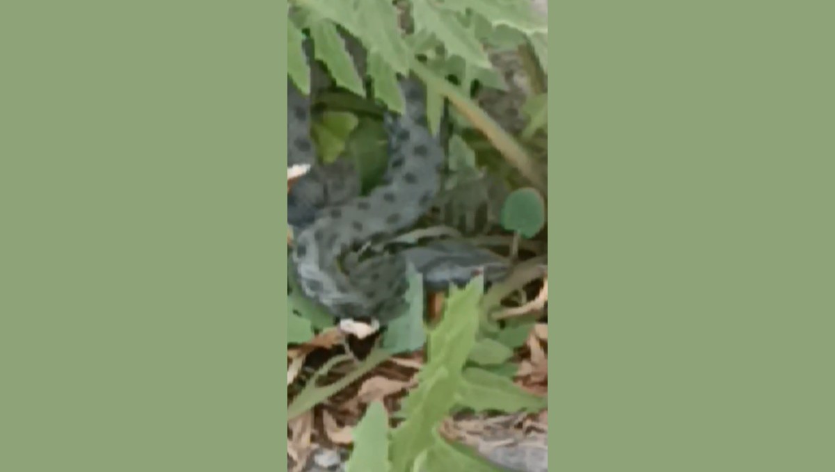 Kars'ta caddede görülen yeşil yılan korkuttu