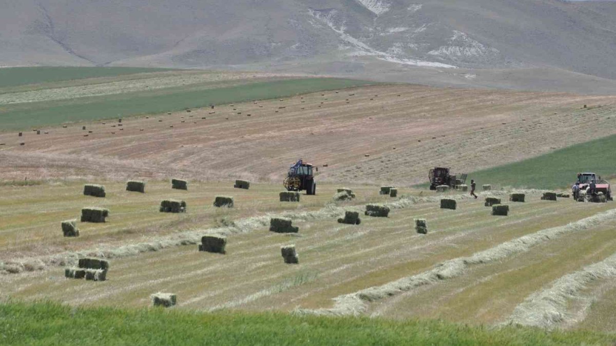 Kars'ta çiftçilerin ot biçme mesaisi başladı