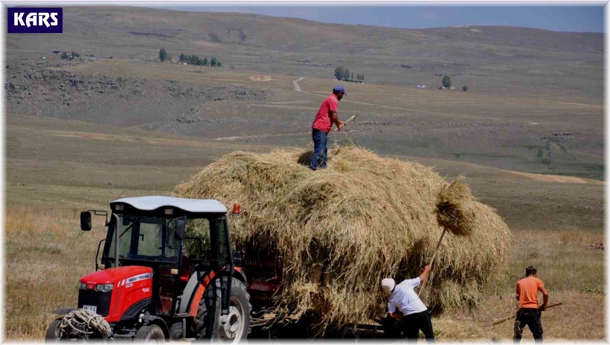Kars'ta çiftçilerin sıcak havada ot toplama mesaisi