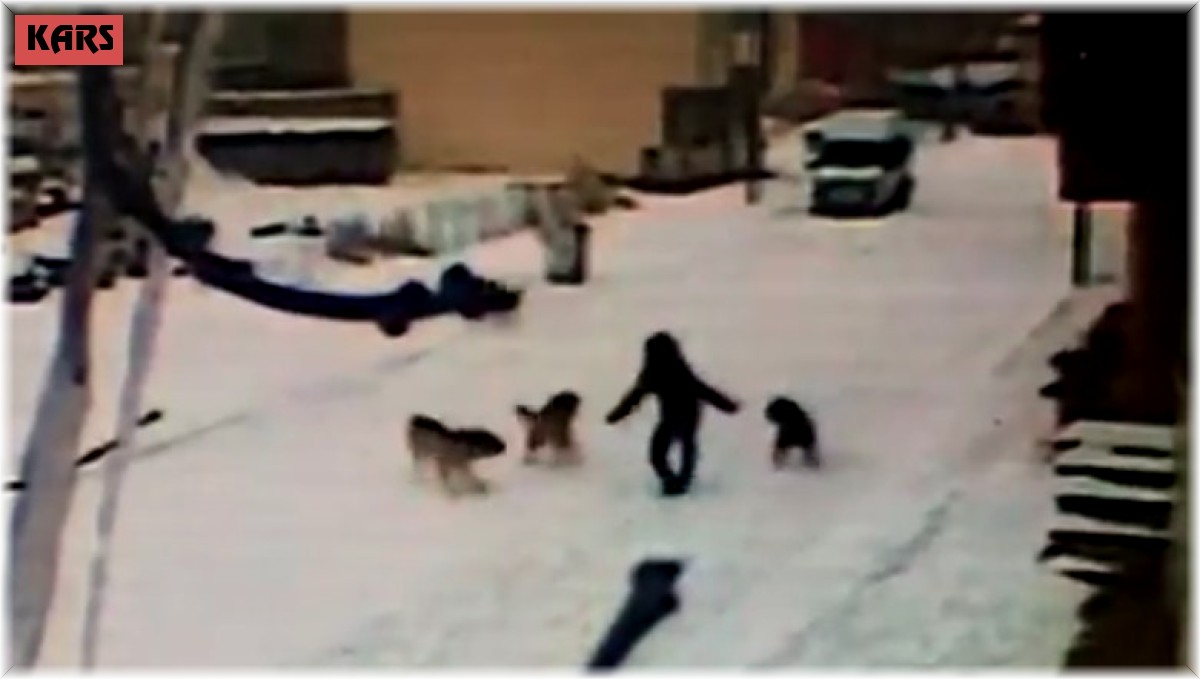 Kars'ta dehşet anları kamerada, çocuğun cesareti köpeklerin saldırısını önledi