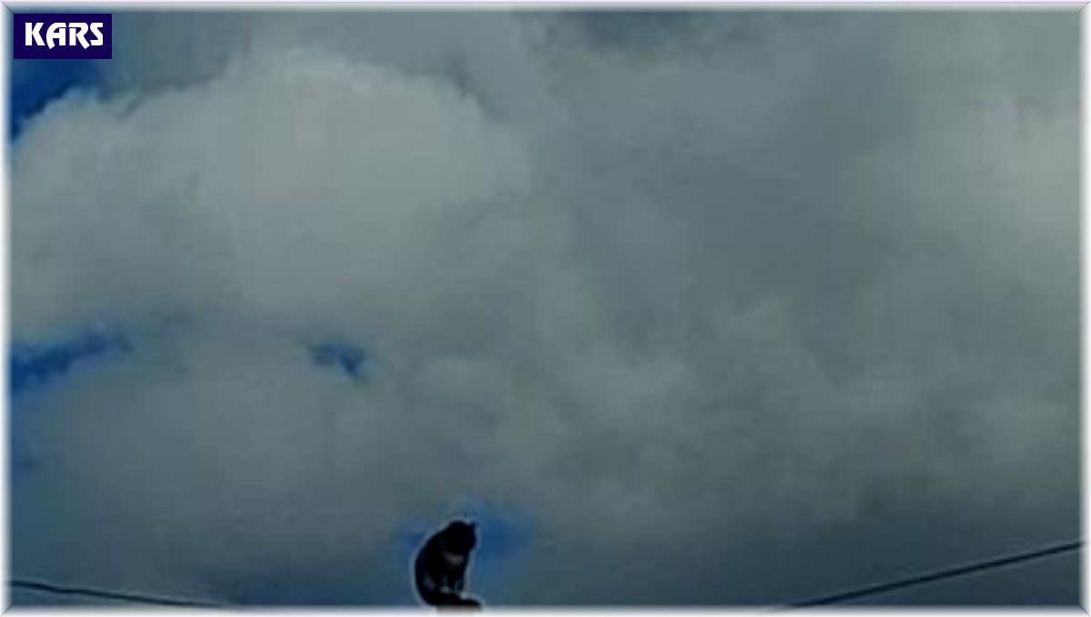 Kars'ta direkte mahsur kalan kedi kurtarıldı