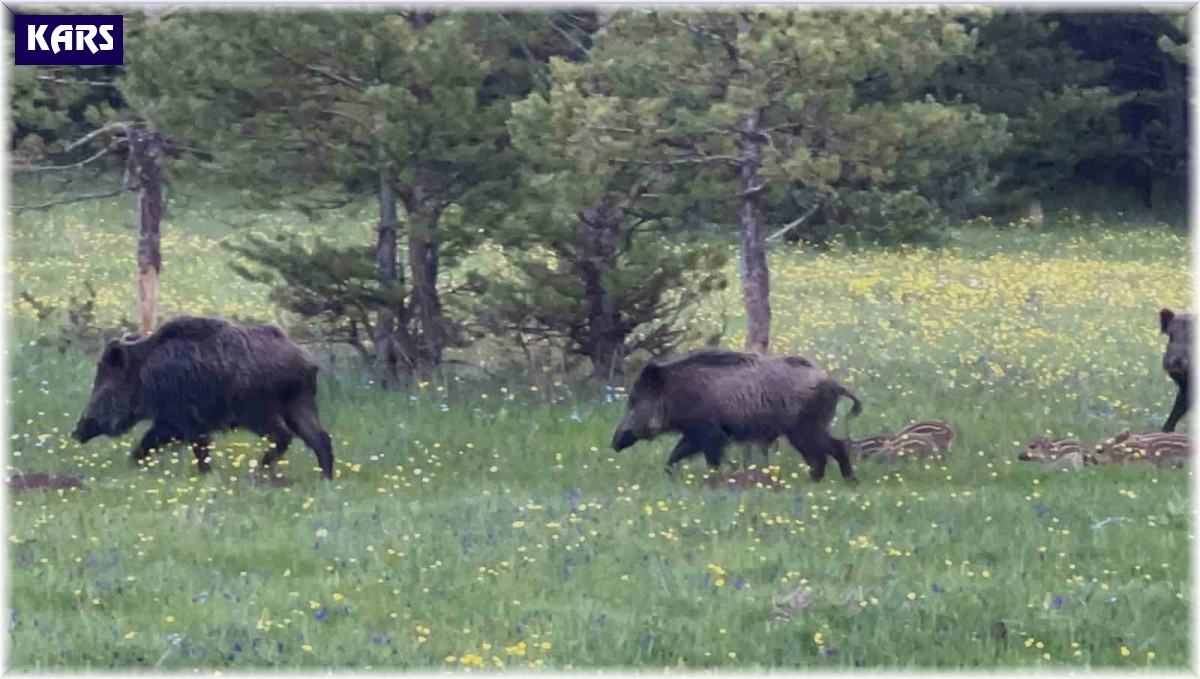 Kars'ta domuz sürüsü yavrularıyla görüntülendi