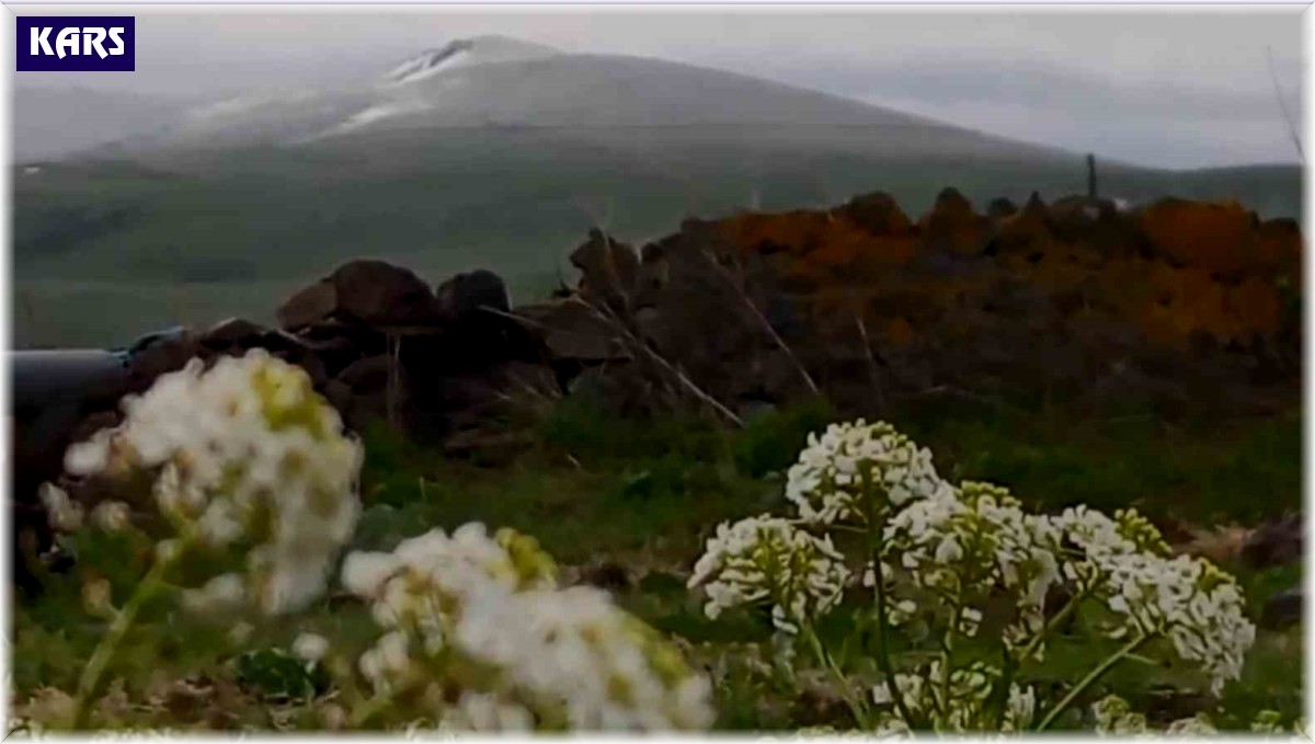 Kars'ta Dumanlı Dağı'nın zirvesine kar yağdı