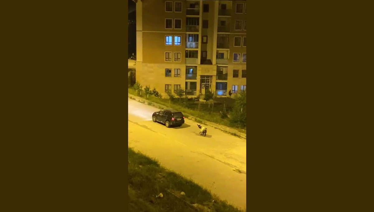 Kars'ta eşeği arabaya bağlayıp, zorla çekerek götürdüler