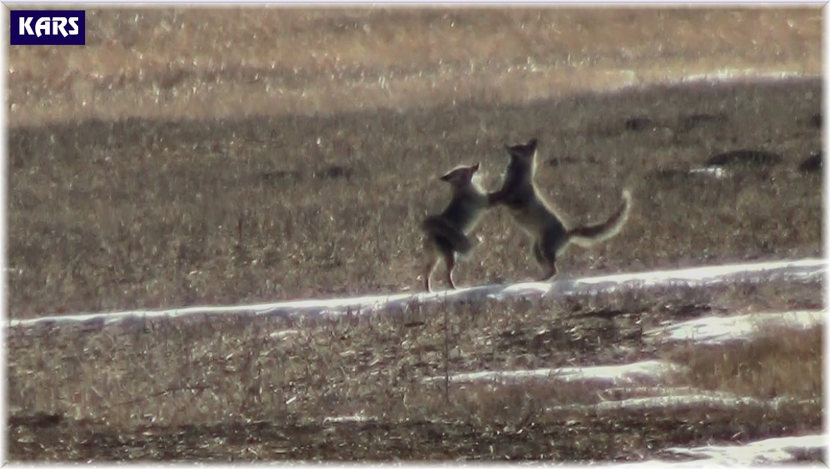Kars'ta eşine kur yapan tilki kamerada