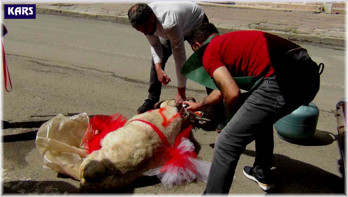 Kars'ta geline "süslü koç gönderme geleneği" sürüyor