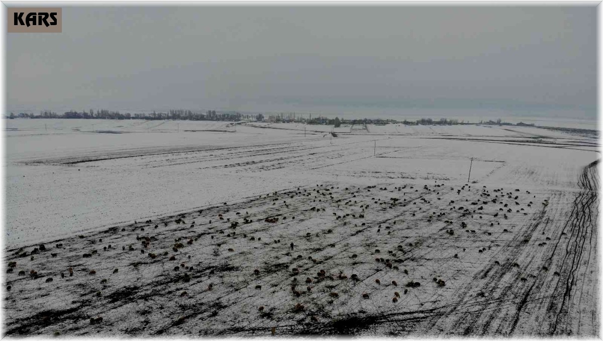 Kars'ta göçerlerin kar üzerinde zorlu yolculuğu