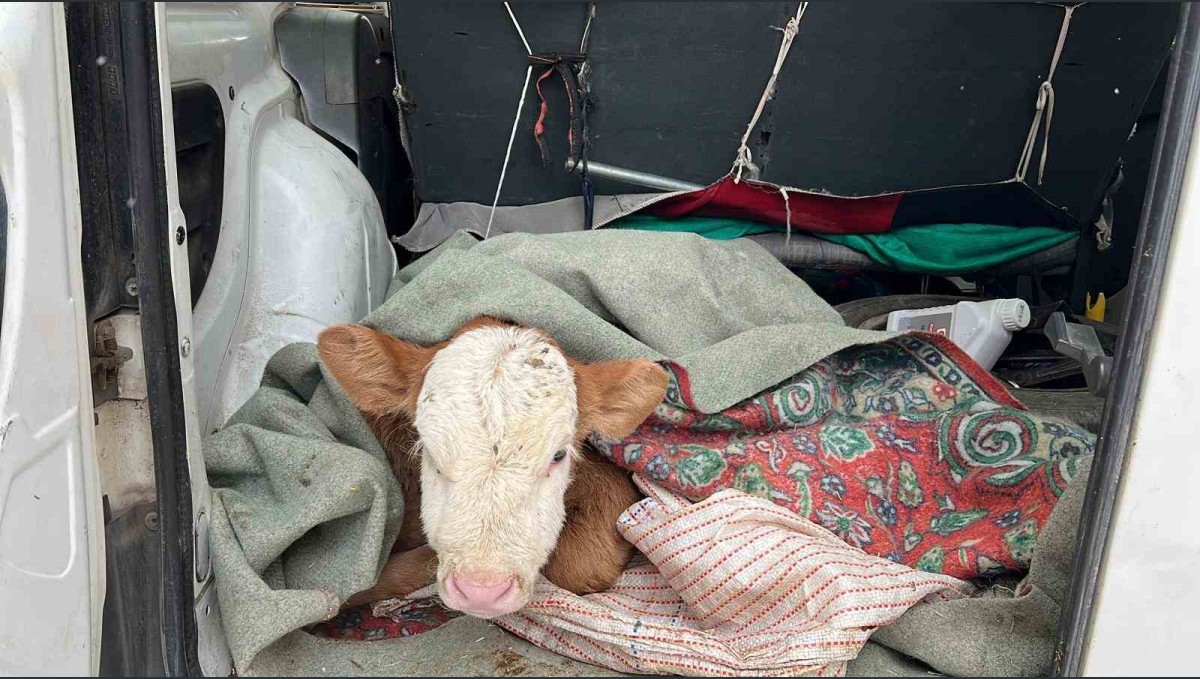Kars'ta hasta buzağısını aracıyla veterinere getirdi