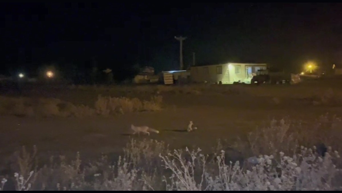 Kars'ta havalar soğudu tilkiler köye indi