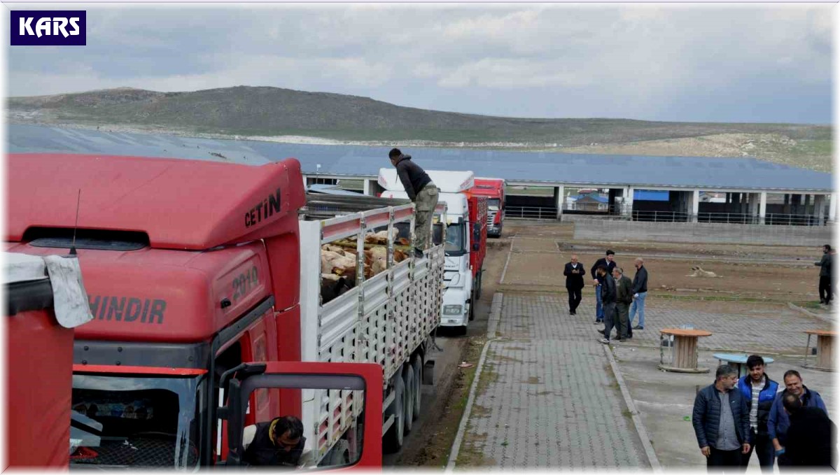 Kars'ta Hayvan Pazarı'nda ilk gün bereketi