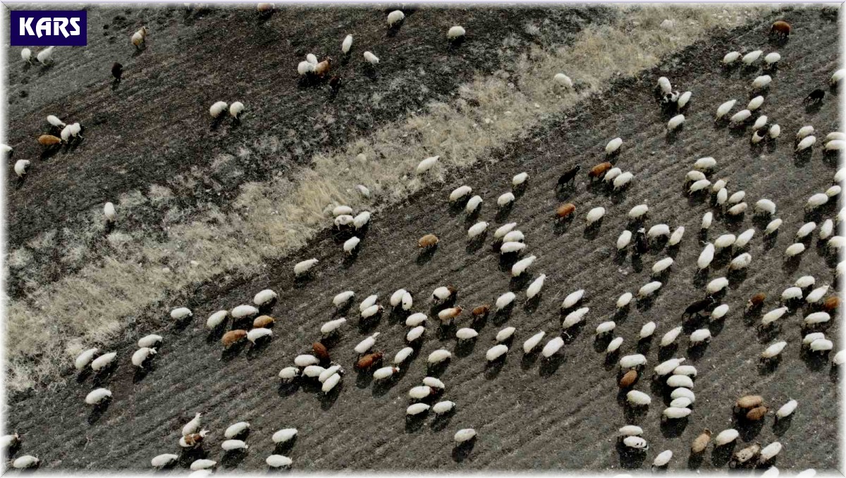 Kars'ta hayvanlar meralara erken çıktı