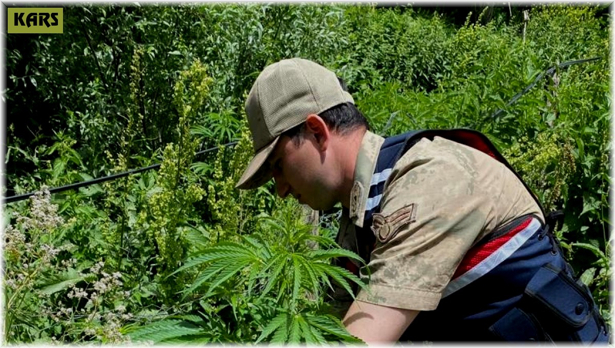 Kars'ta jandarmadan kenevir operasyonu