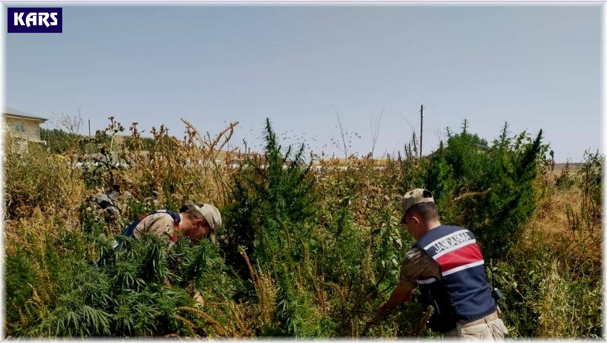 Kars'ta jandarmadan zehir tacirlerine darbe