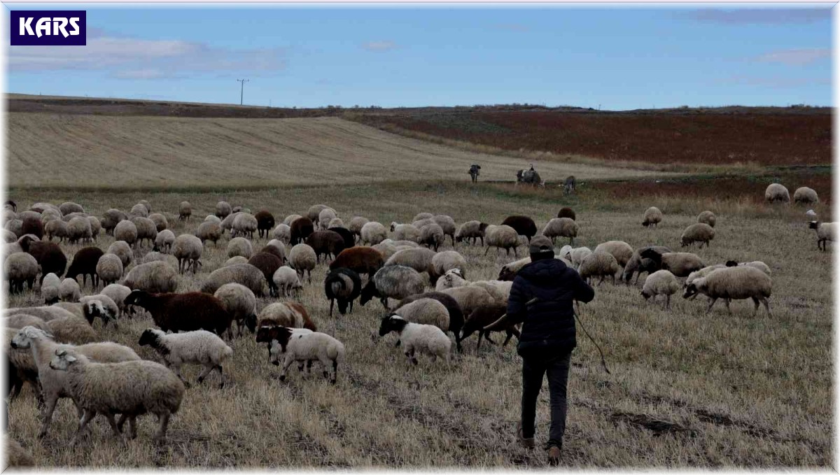 Kars'ta kar olmayınca hayvanlar meralara salındı