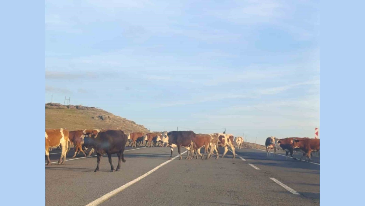 Kars'ta karayoluna çıkan büyükbaş hayvanlar trafiği aksattı