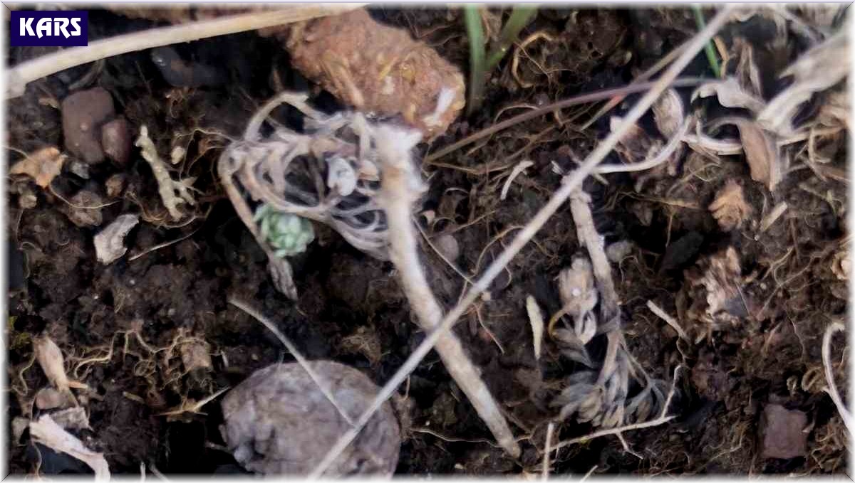 Kars'ta kardelenler çiçek açtı