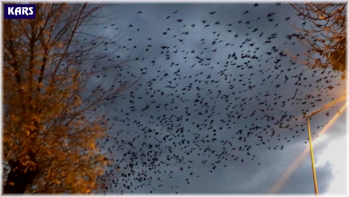 Kars'ta kargaların gökyüzünde dansı kamerada