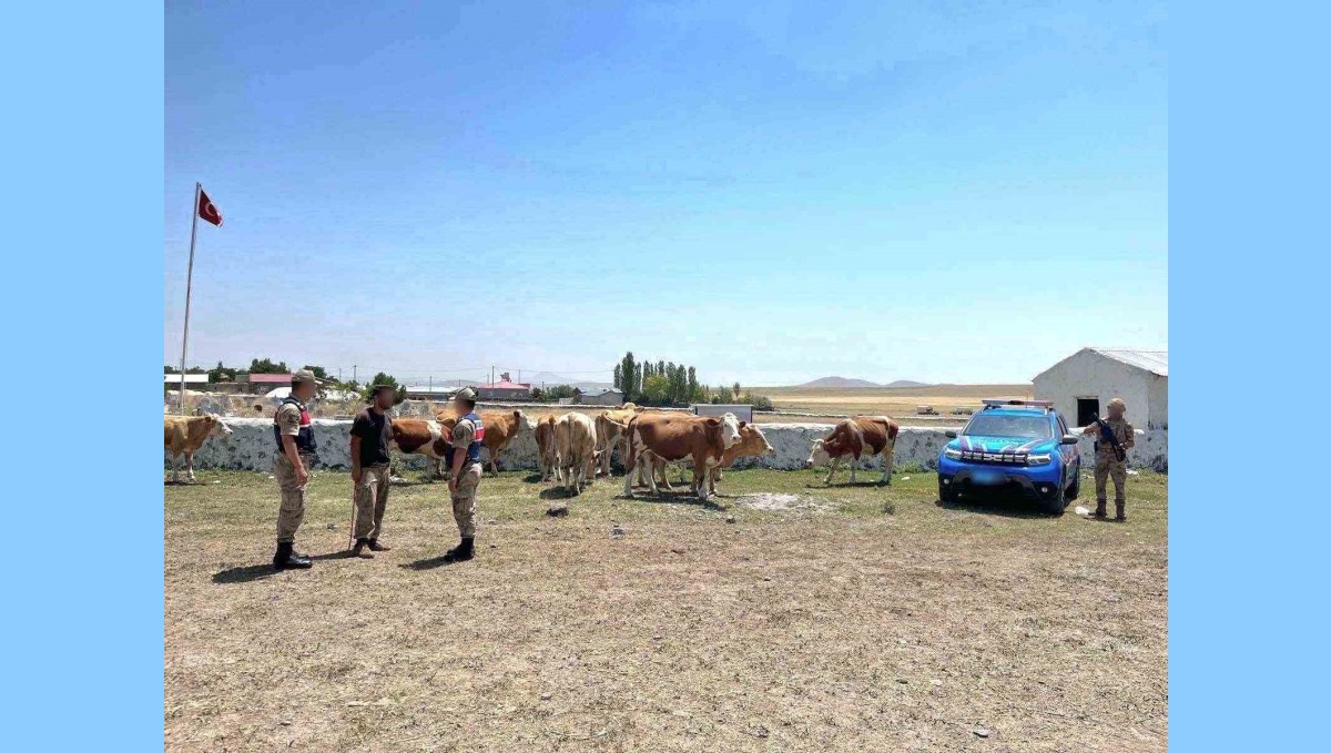 Kars'ta kaybolan büyükbaş hayvanlar bulundu
