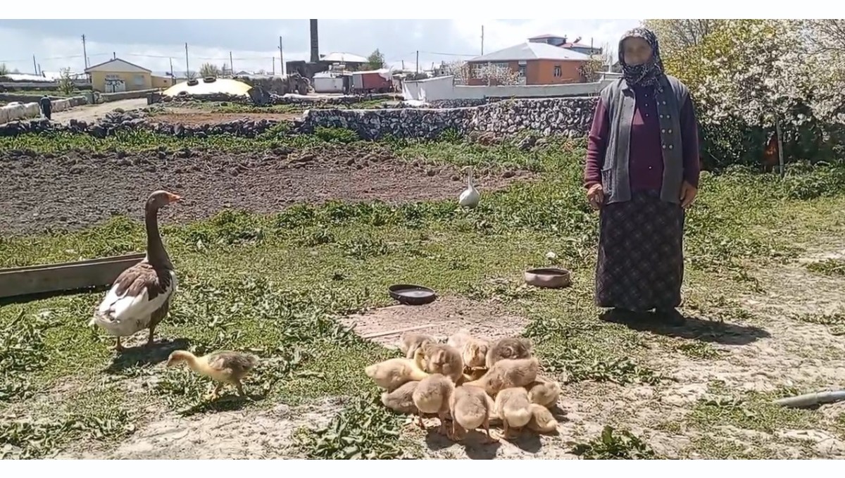 Kars'ta kaz, gram altınla yarışıyor