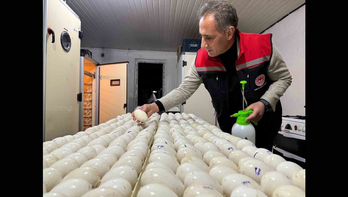 Kars'ta kaz yetiştiriciliğinde yeni dönem başlıyor