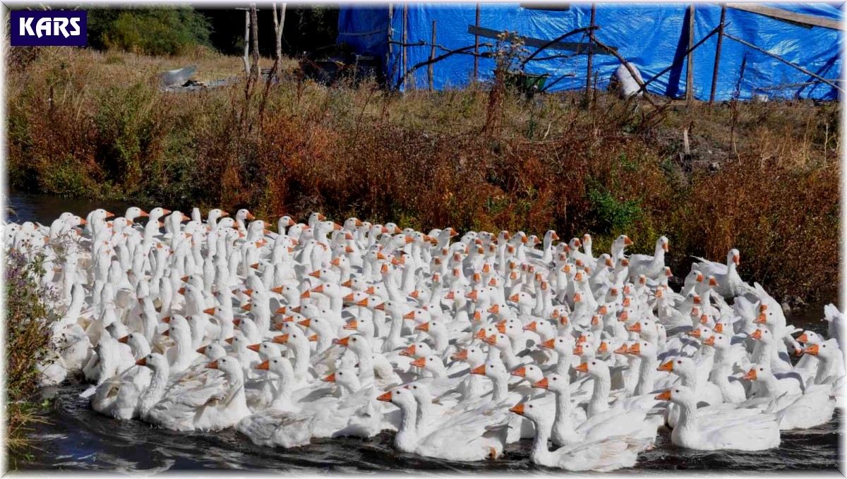 Kars'ta kazlar besiye alındı