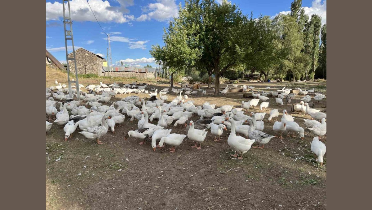 Kars'ta kazlar kesime hazırlanıyor: Sofralık lezzet için geri sayım başladı