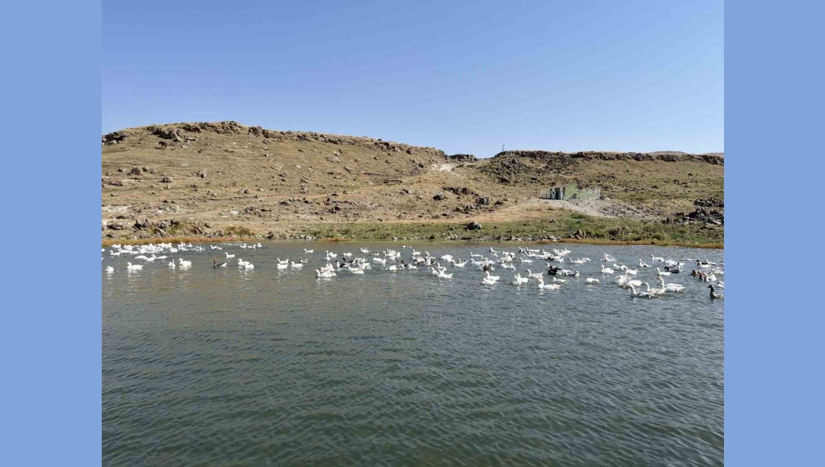 Kars'ta kazlar kış sofraları için besiye alındı