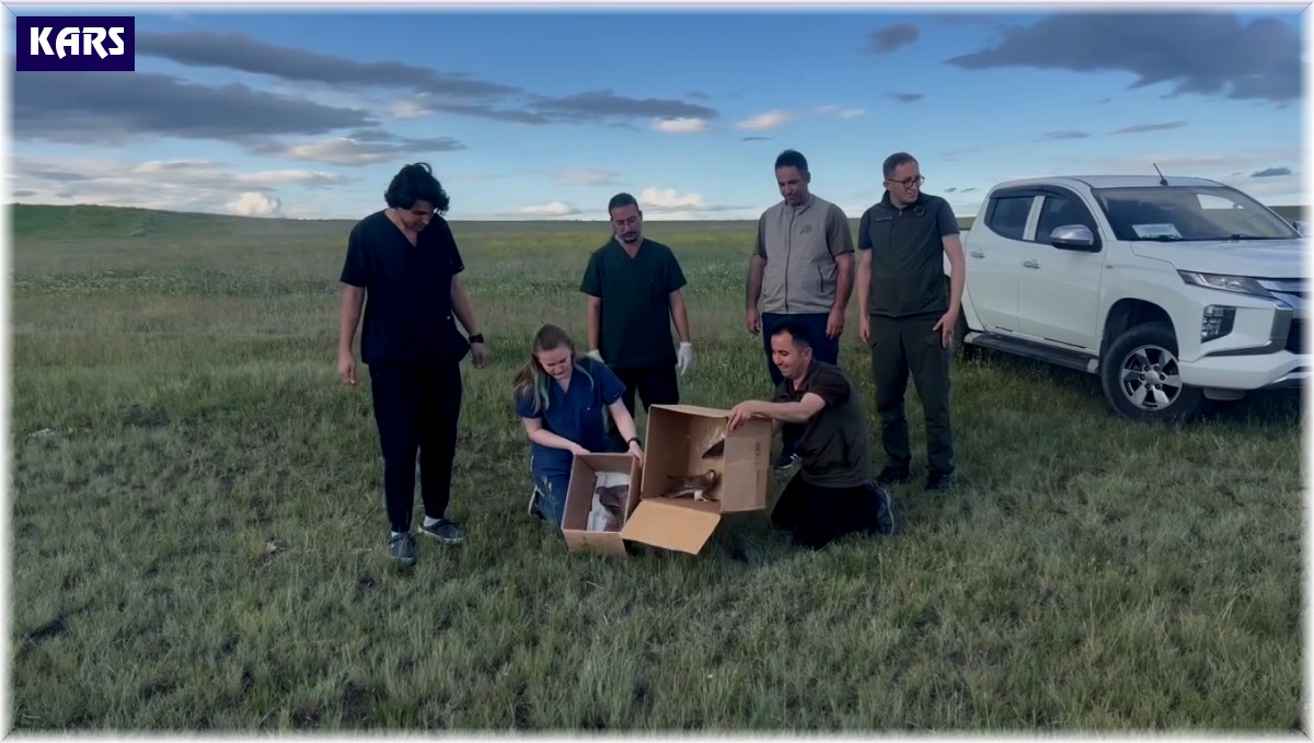 Kars'ta Kerkenezler doğaya bırakıldı