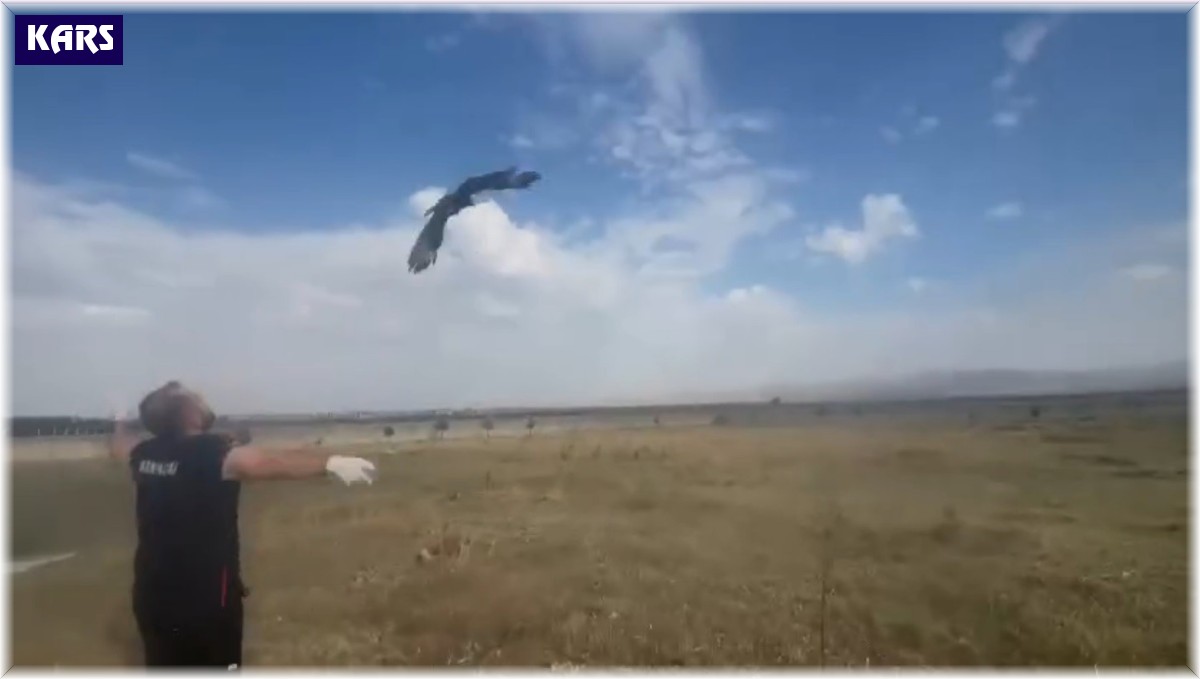 Kars'ta kızıl şahin doğal ortamına bırakıldı
