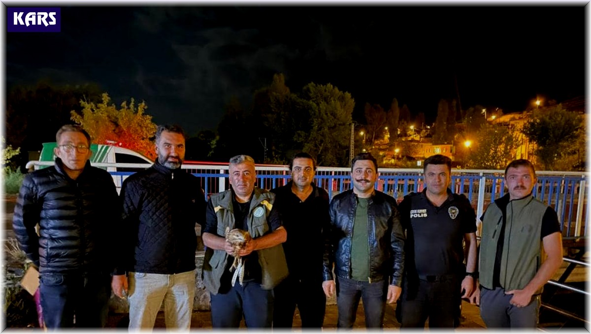 Kars'ta kızıl şahin tedavi altına alındı