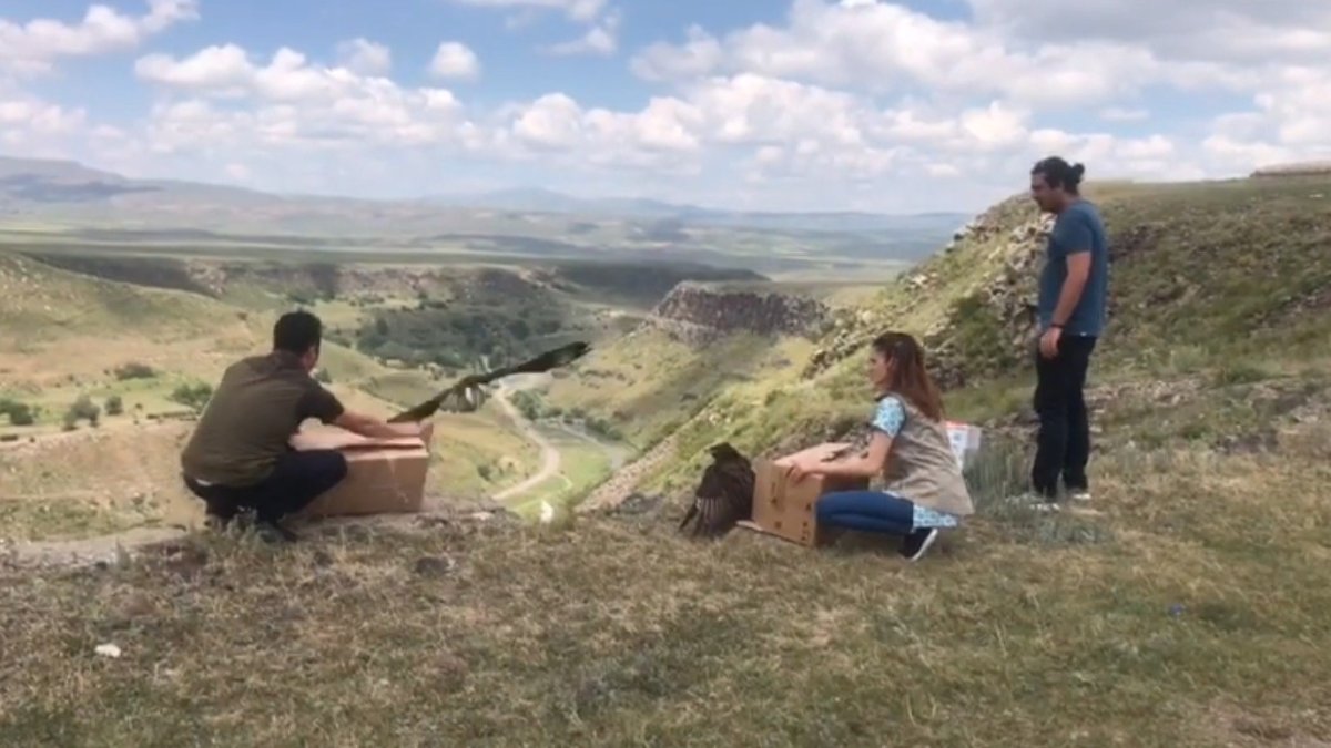 Kars'ta kızıl şahinler doğaya bırakıldı