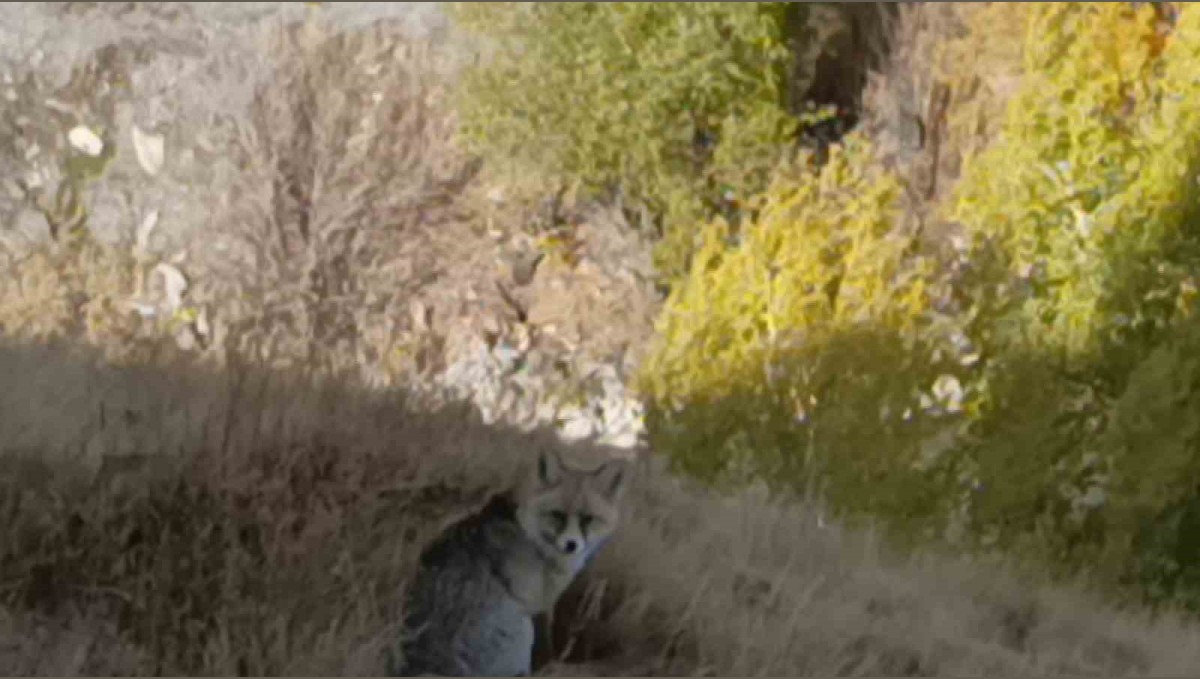 Kars'ta kızıl tilki yiyecek ararken görüntülendi