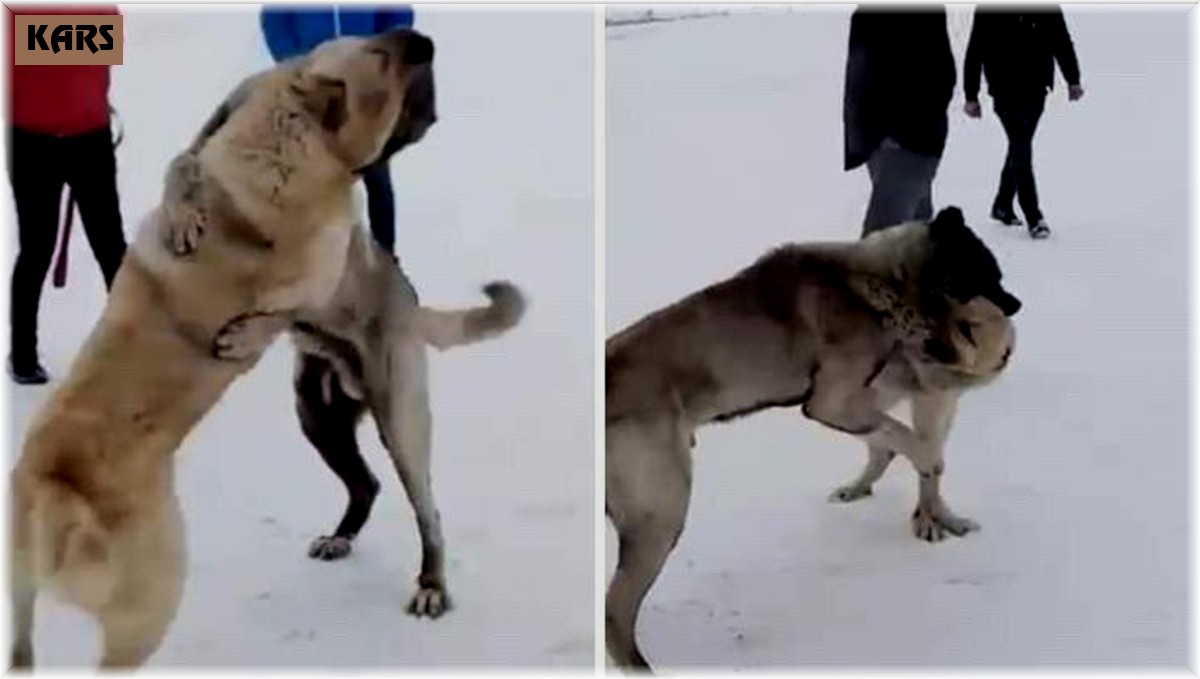 Kars'ta köpek dövüştüren 3 kişi yakalandı