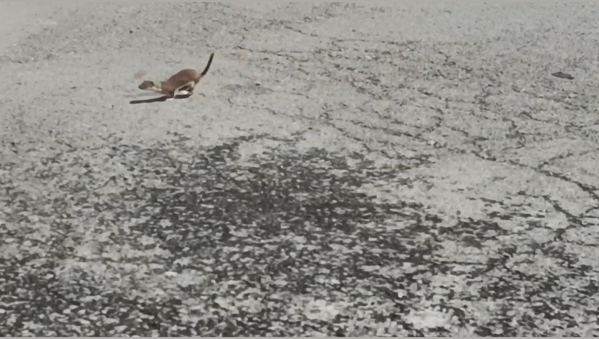 Kars'ta koruma altındaki gelincik caddede görüntülendi