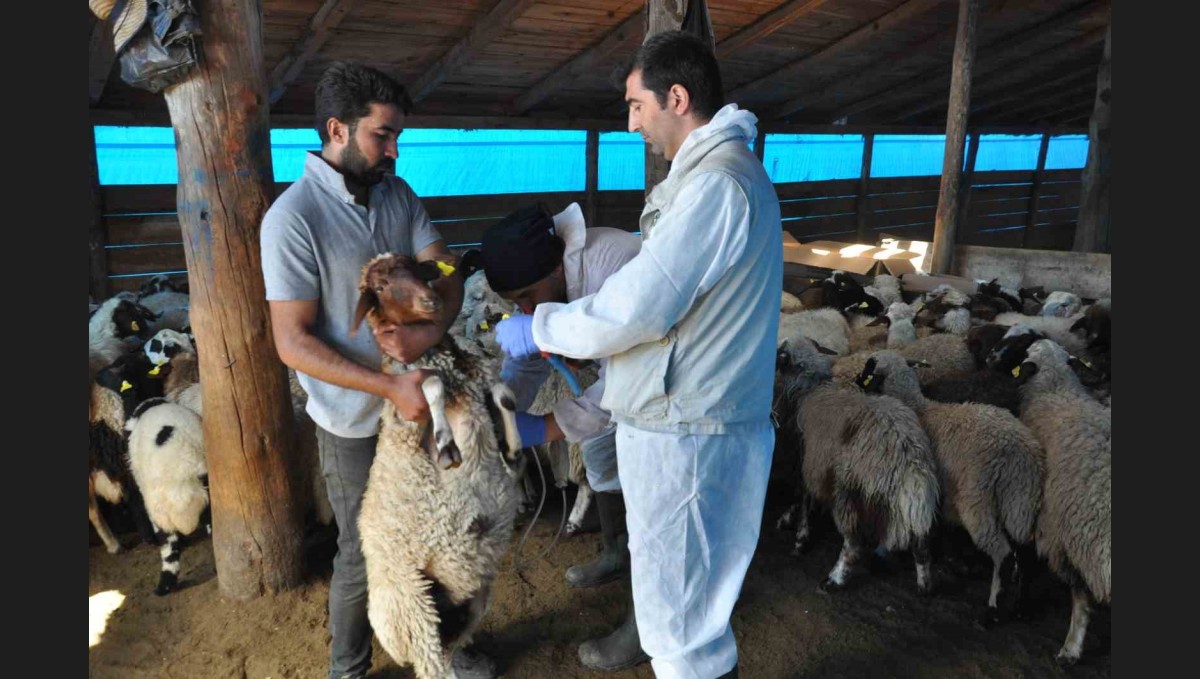 Kars'ta küçükbaş hayvanlara kayıt altına alınıyor