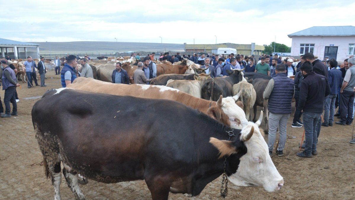 Kars'ta kuraklık kurban satışlarını olumsuz etkiledi