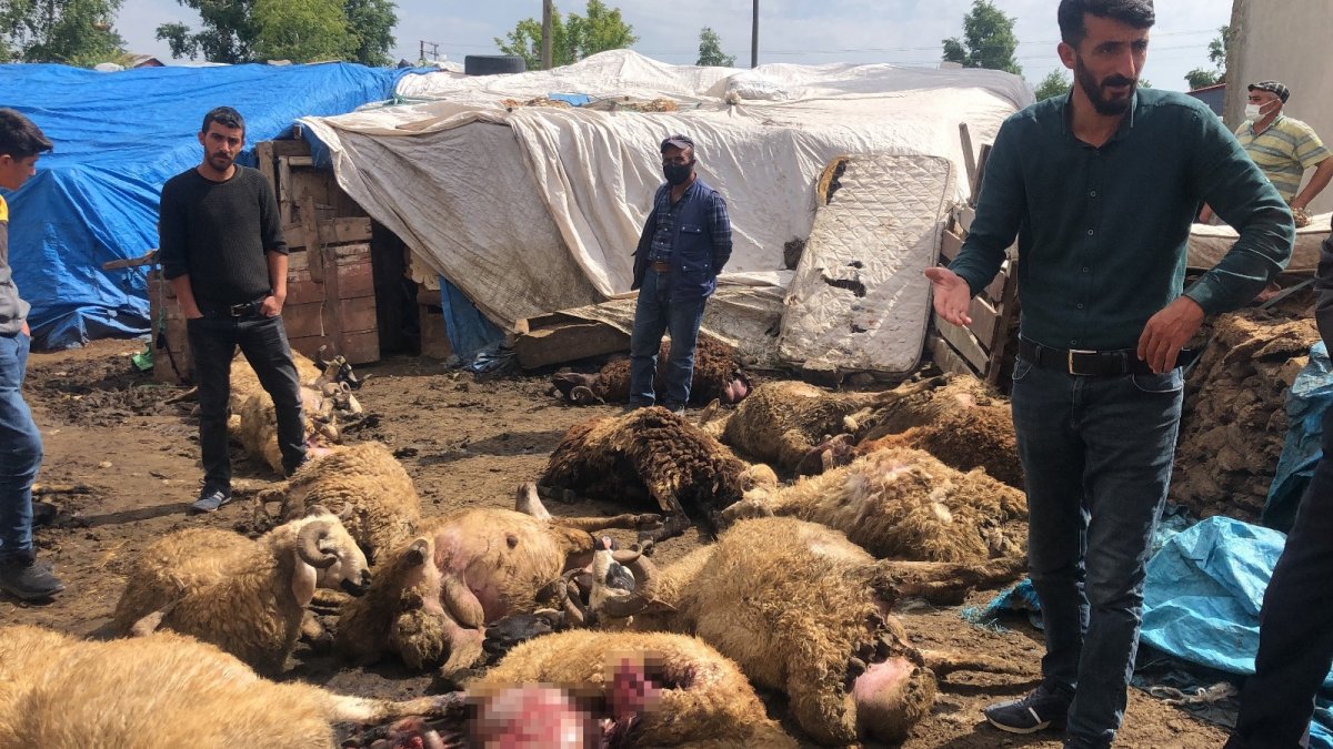 Kars'ta kurt dehşeti