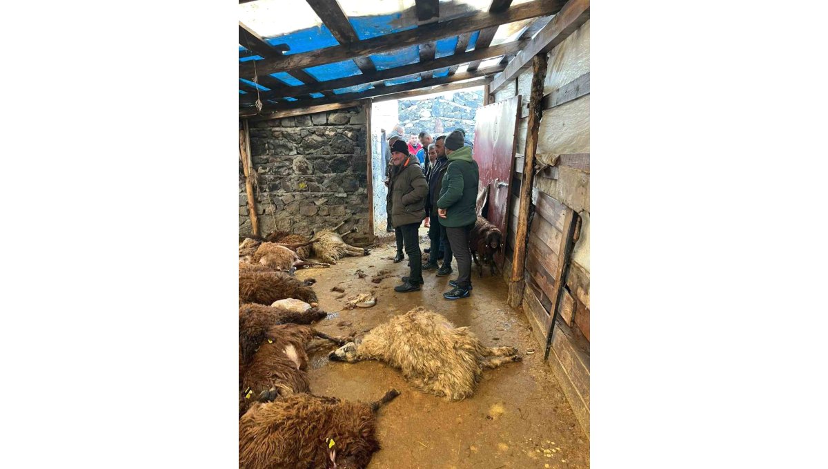 Kars'ta kurt dehşeti: Aç kurtlar 130 koyunu telef etti