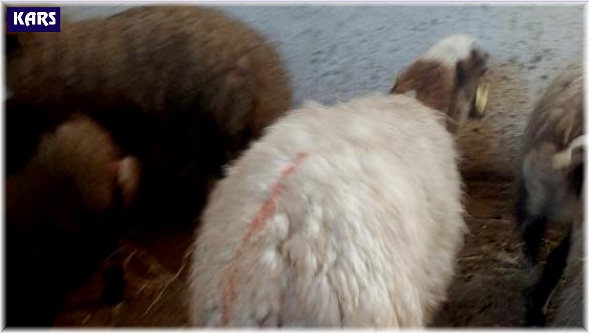 Kars'ta kurt dehşeti: Ağıldaki koyunlara kurt saldırdı, 30 koyun telef oldu