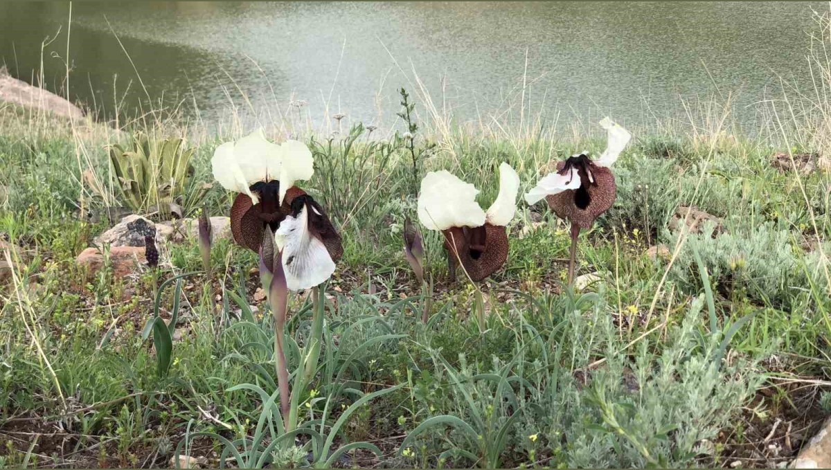 Kars'ta 'kurt kulağı' çiçeği göz kamaştırdı