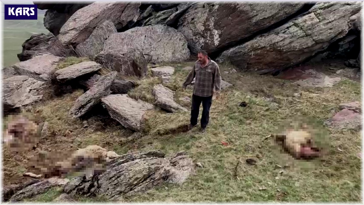 Kars'ta kurt saldırısı: 70 koyunu telef oldu