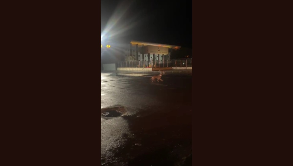 Kars'ta kurtlar şehir merkezine indi