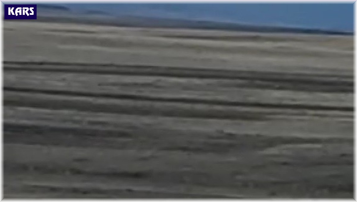 Kars'ta kurtlar yol kenarına indi