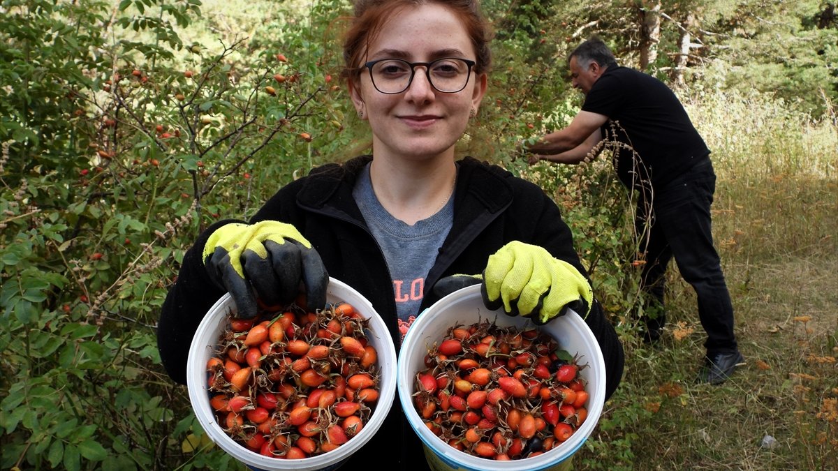 Kars'ta kuşburnu toplanmasına başlandı