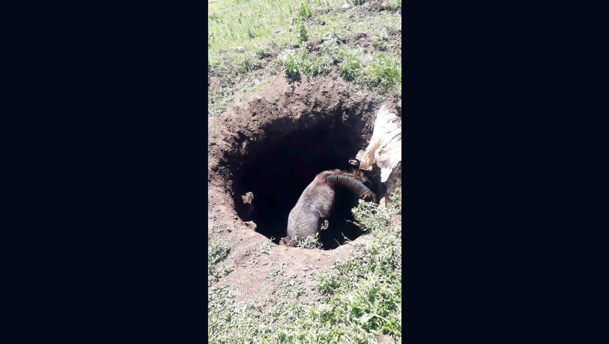 Kars'ta kuyuya düşen atı kendi imkanlarıyla kurtardılar