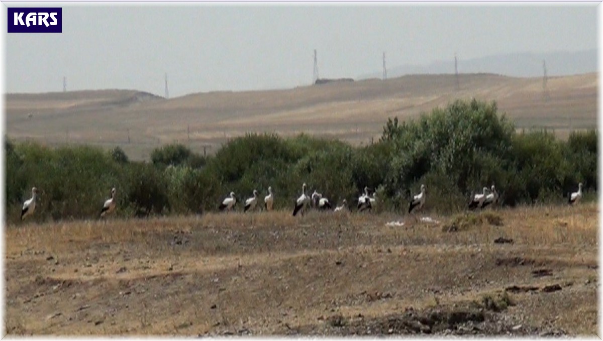 Kars'ta leyleklerin göç molası kamerada