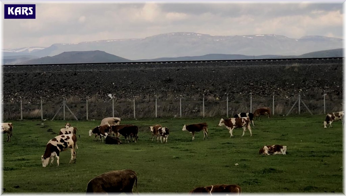 Kars'ta meralar renklendi